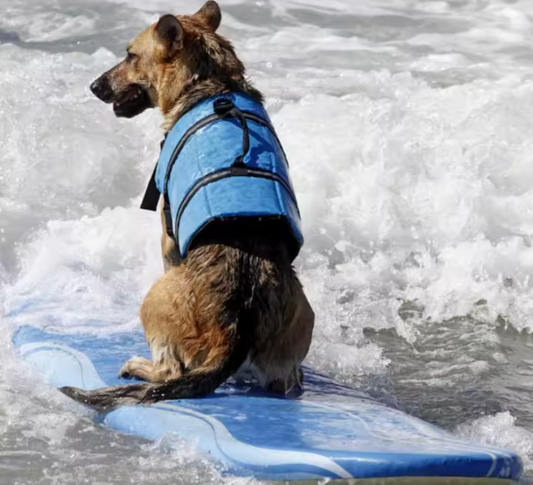Summer Dog Life Jacket Reflective Adjustable Large Dogs Swimwear Safety Vest Surfing Sailboat Enhanced Buoyancy Pet Lifejackets